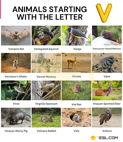 animals starting with v list.